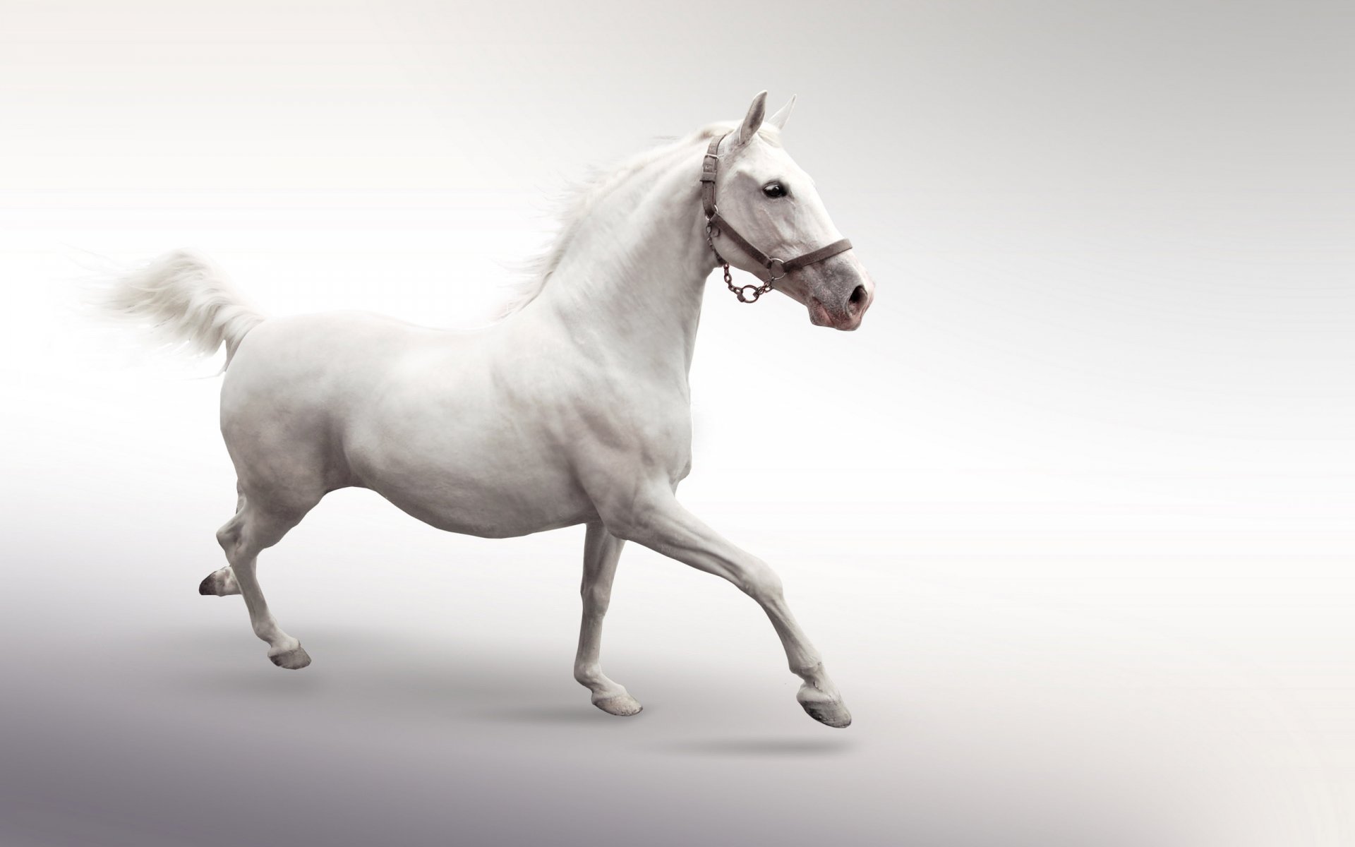 White horse trotting on a soft gray gradient — animal (horse). 2K Quad HD PC desktop wallpaper and background.