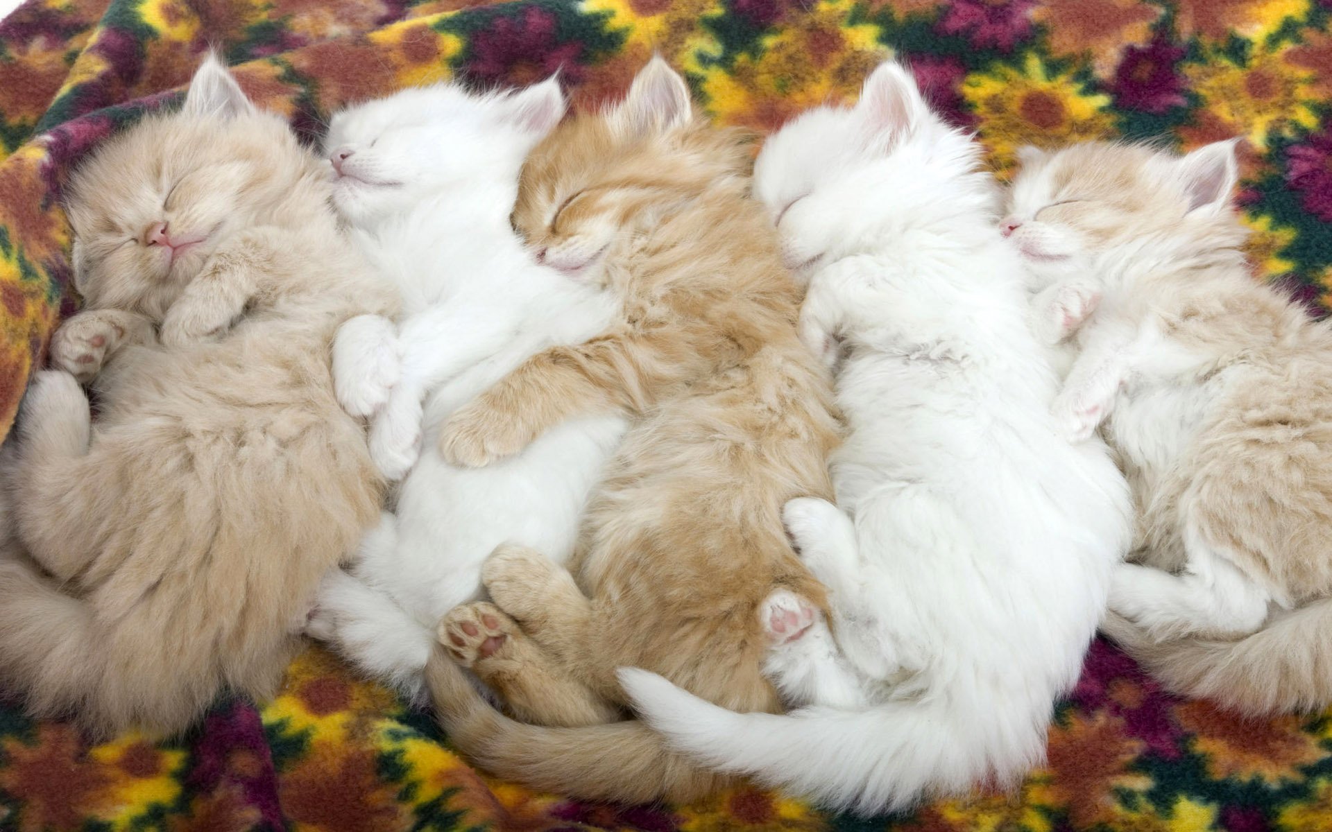 Download Animal Cat HD Wallpaper