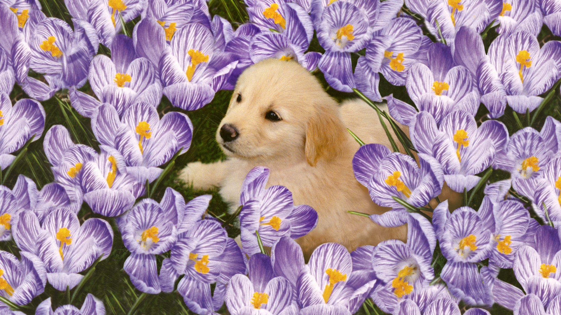 HD PC desktop wallpaper background: a puppy (animal) nestled among purple-and-white crocuses with green grass.