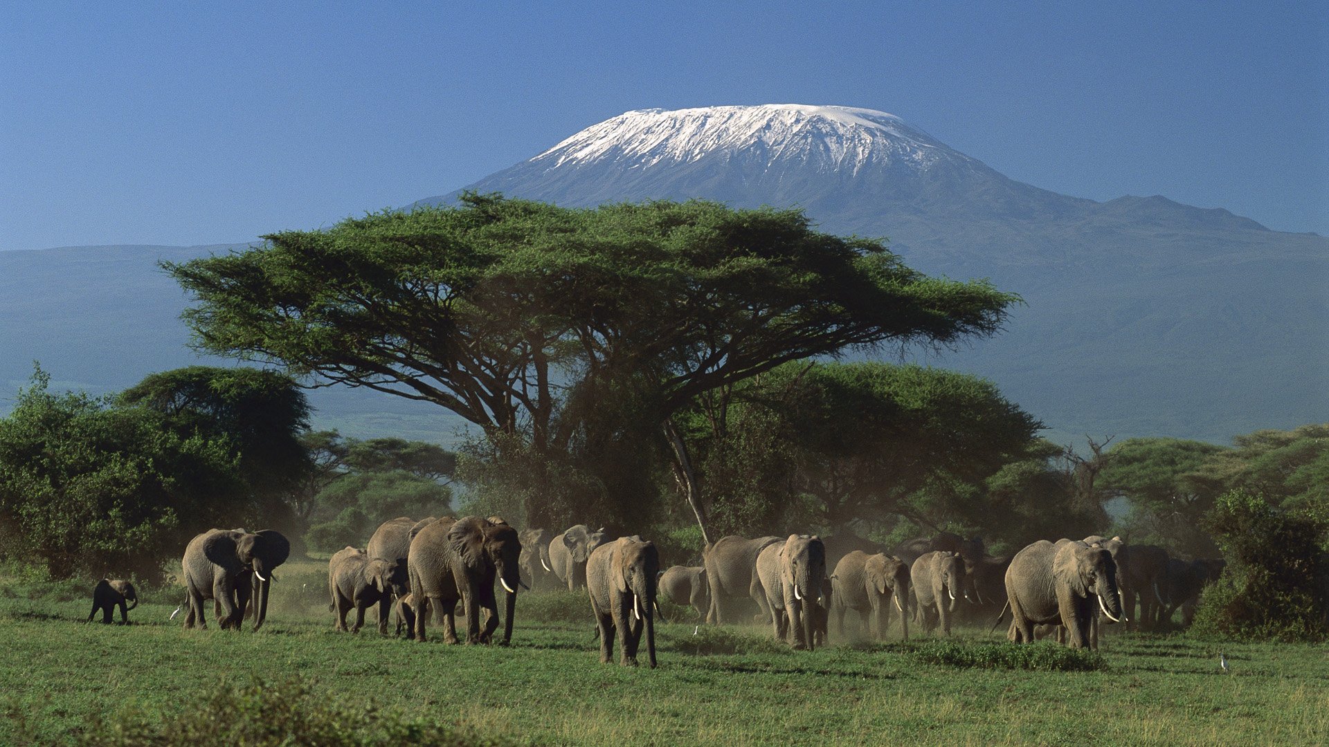 A herd of African bush elephants grazing on a plain with a large acacia tree and Mount Kilimanjaro in the background, featured in an HD desktop wallpaper.