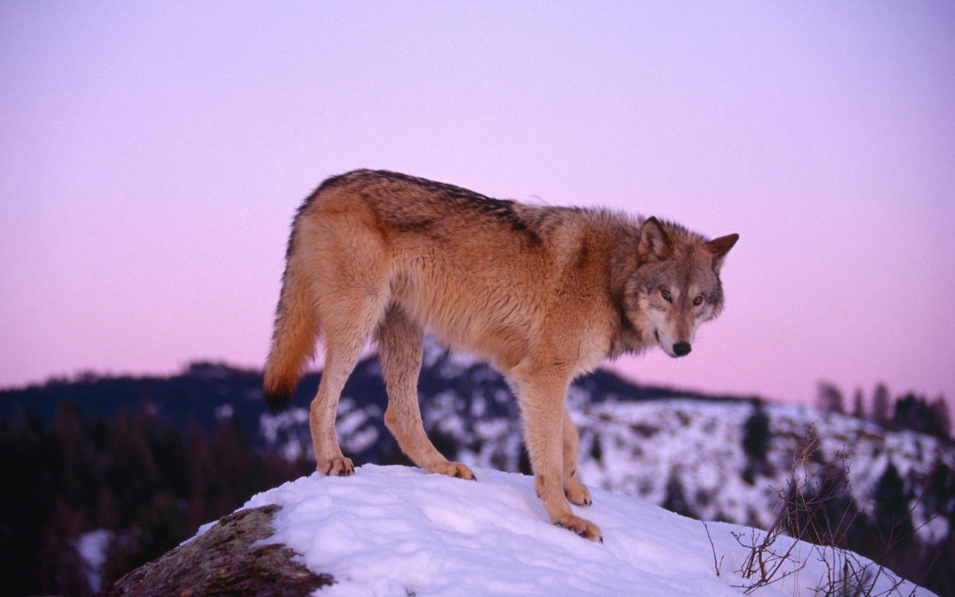 Download Animal Wolf HD Wallpaper download-animal-wolf-hd-wallpaper