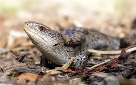 HD PC desktop wallpaper: blue-tongue skink lizard, an animal, resting on dry leaf litter — close-up showing textured scales and warm natural tones.