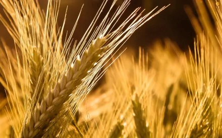 nature cornfield HD Desktop Wallpaper | Background Image