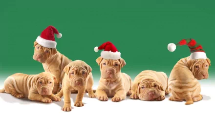 A group of adorable Shar Pei puppies wearing festive Santa hats against a cheerful green background, capturing the holiday spirit in this cute Christmas scene.