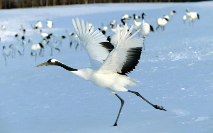 A graceful Red-crowned Crane takes flight over a snowy landscape, surrounded by other cranes, showcasing the elegance of this iconic Japanese bird. HD wallpaper for nature enthusiasts.