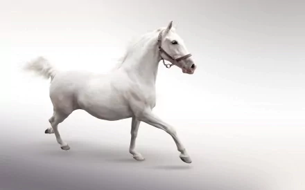 White horse trotting on a soft gray gradient — animal (horse). 2K Quad HD PC desktop wallpaper and background.