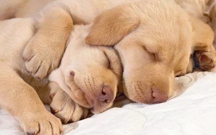 Two Labrador Retriever puppies sleeping peacefully while hugging each other. This heartwarming HD desktop wallpaper captures the essence of love and tranquility.