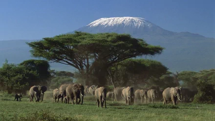 A herd of African bush elephants grazing on a plain with a large acacia tree and Mount Kilimanjaro in the background, featured in an HD desktop wallpaper.