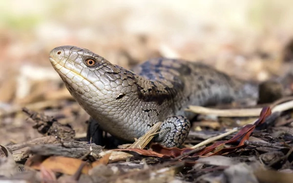 HD PC desktop wallpaper: blue-tongue skink lizard, an animal, resting on dry leaf litter — close-up showing textured scales and warm natural tones.