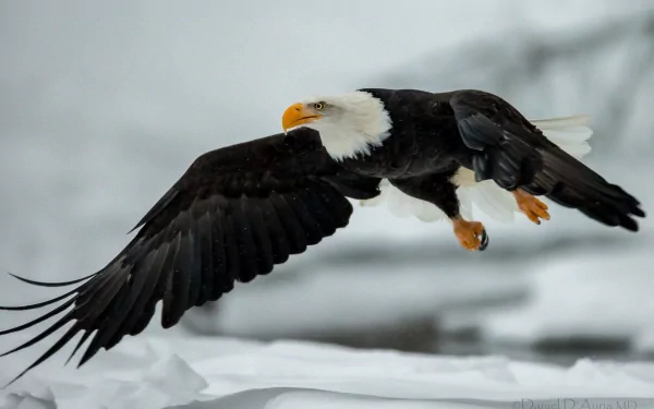 A majestic bald eagle soars over a snowy landscape, showcasing its powerful wings and striking features—an inspiring HD desktop wallpaper for nature enthusiasts.