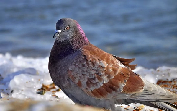 A close-up of a pigeon, showcasing its brown and gray plumage, set against a backdrop of soft snow and a shimmering blue surface. This HD image serves as a dynamic desktop wallpaper.