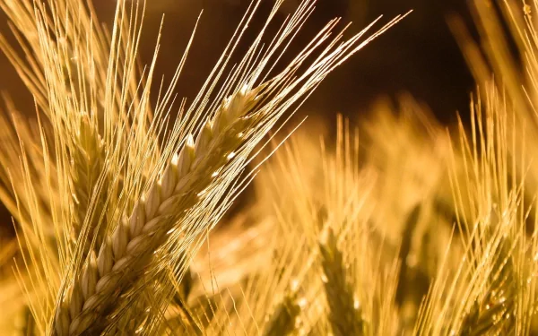 nature cornfield HD Desktop Wallpaper | Background Image