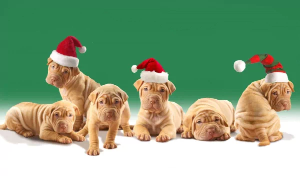 A group of adorable Shar Pei puppies wearing festive Santa hats against a cheerful green background, capturing the holiday spirit in this cute Christmas scene.