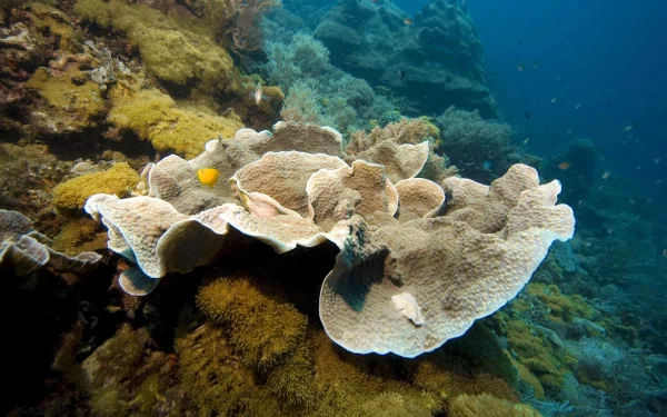 Animal coral HD Desktop Wallpaper | Background Image