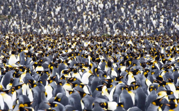 Animal emperor penguin HD Desktop Wallpaper | Background Image