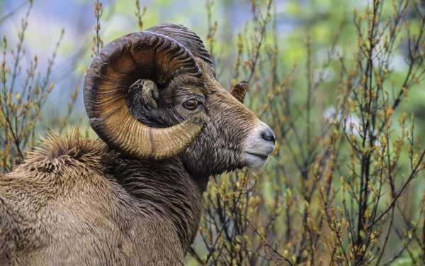  The Bighorned Sheep