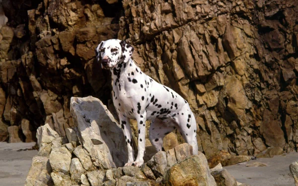 HD PC desktop wallpaper featuring a Dalmatian dog standing on rocky terrain against a rugged cliff backdrop.