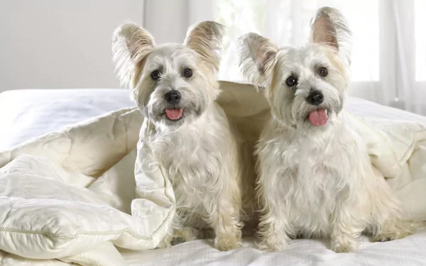 Two cheerful West Highland White Terriers sit on a bed under a light blanket in a bright room, captured in an HD desktop wallpaper image.