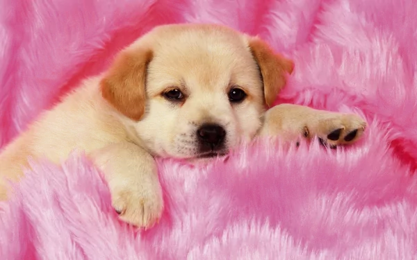 A cute puppy relaxes on a soft pink blanket, capturing the essence of coziness in this HD PC desktop wallpaper and background featuring an adorable animal.