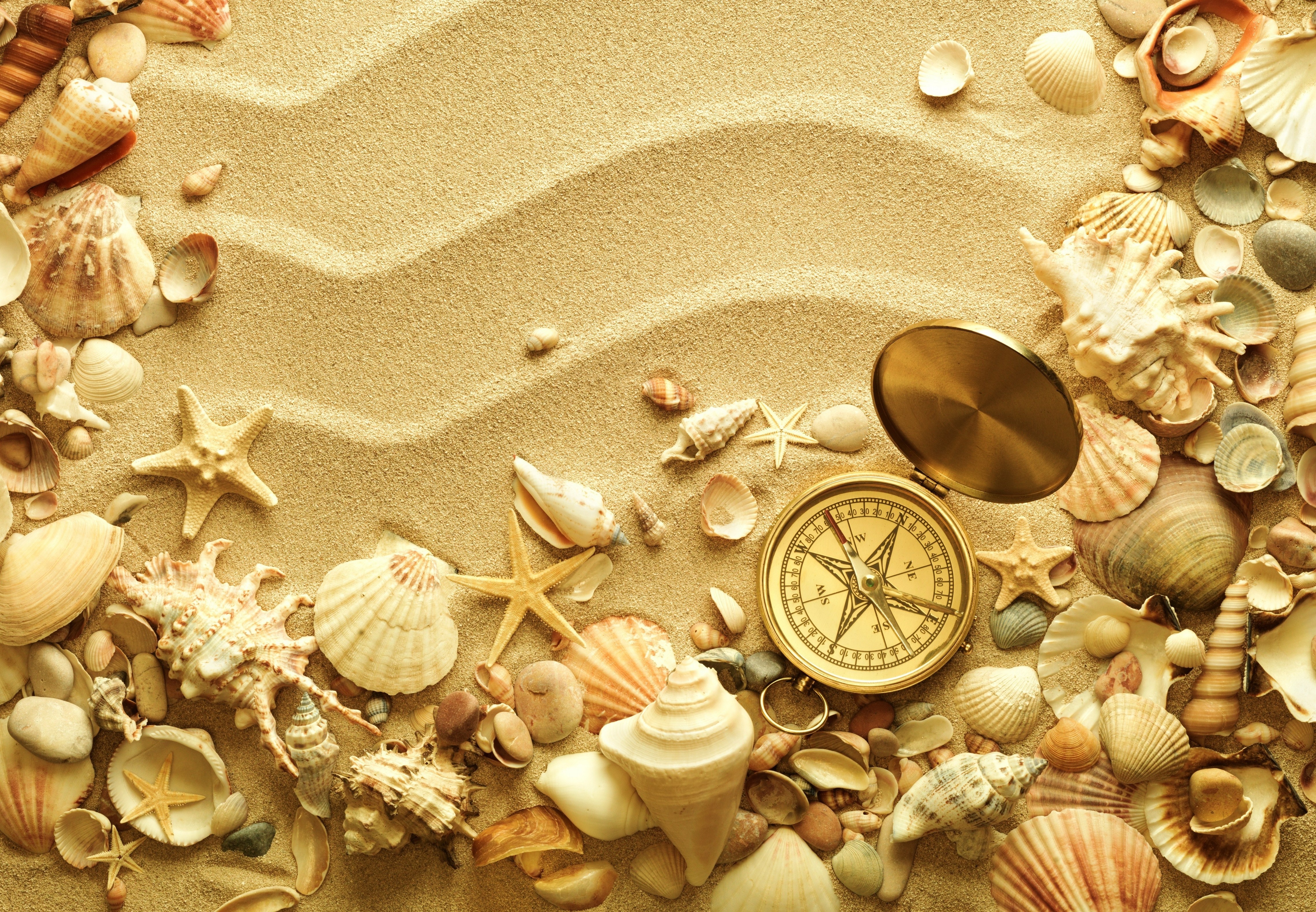 Nature Shell HD Wallpaper | Background Image