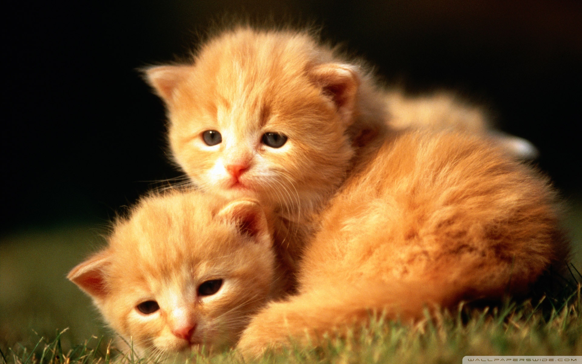 Top 50 hình nền mèo con dễ thương và đáng yêu nhất  Trung Tâm Anh Ngữ Quốc  Tế ISEC Đà Nẵng