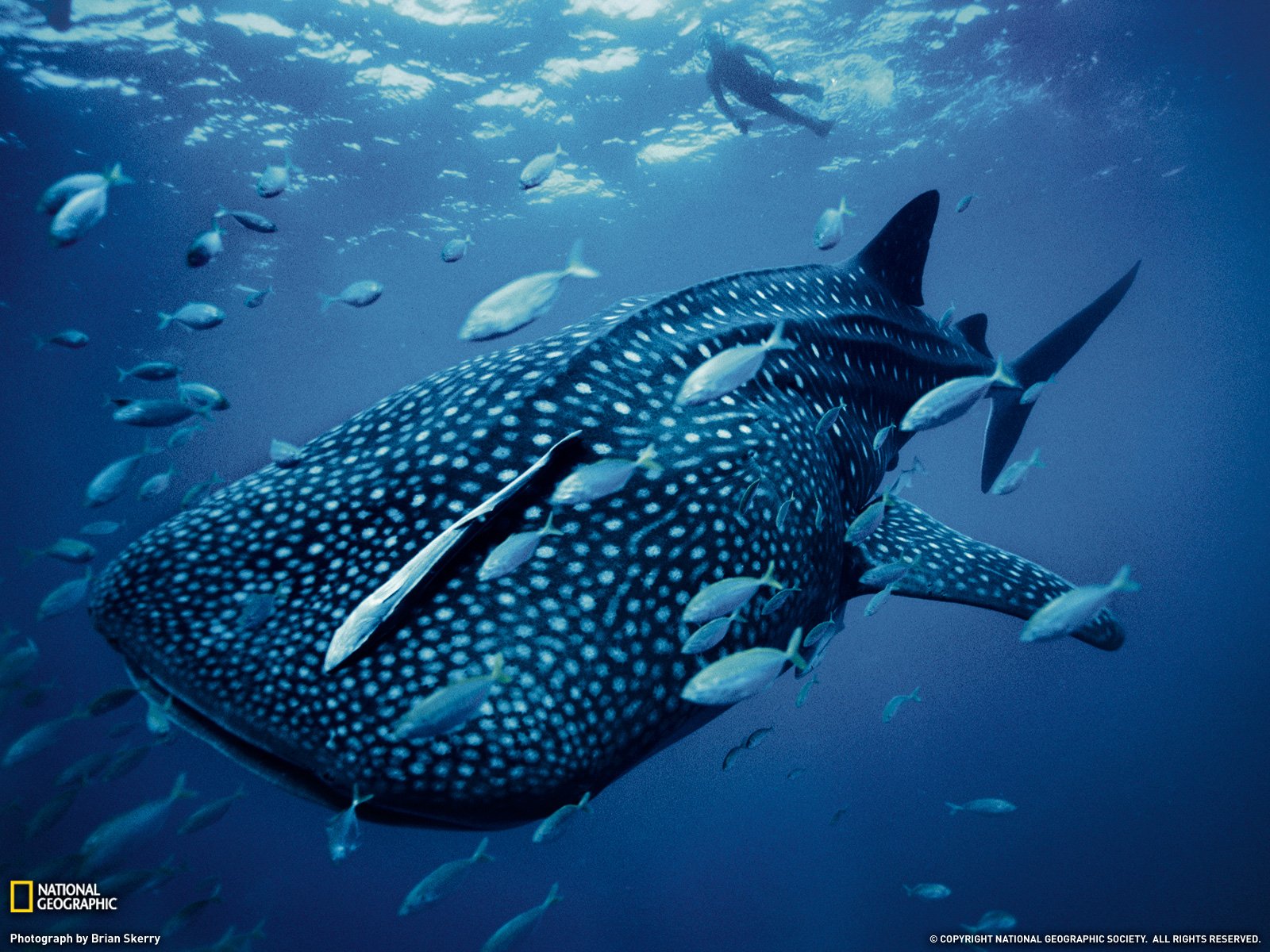 Stunning HD Wallpaper of a Majestic Whale Shark