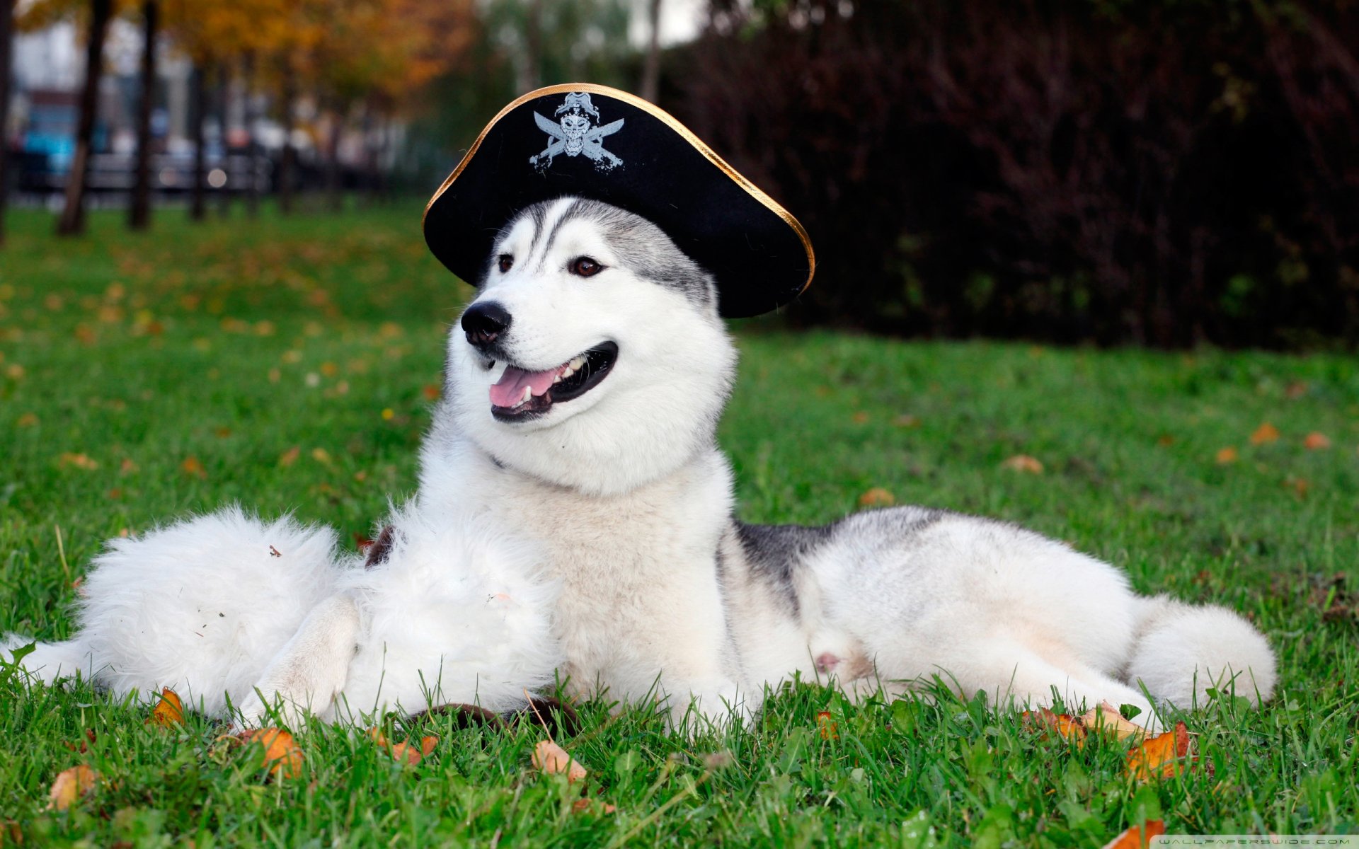 A playful husky wearing a pirate hat relaxes on lush green grass, capturing a whimsical and adventurous spirit in this vibrant HD desktop wallpaper.