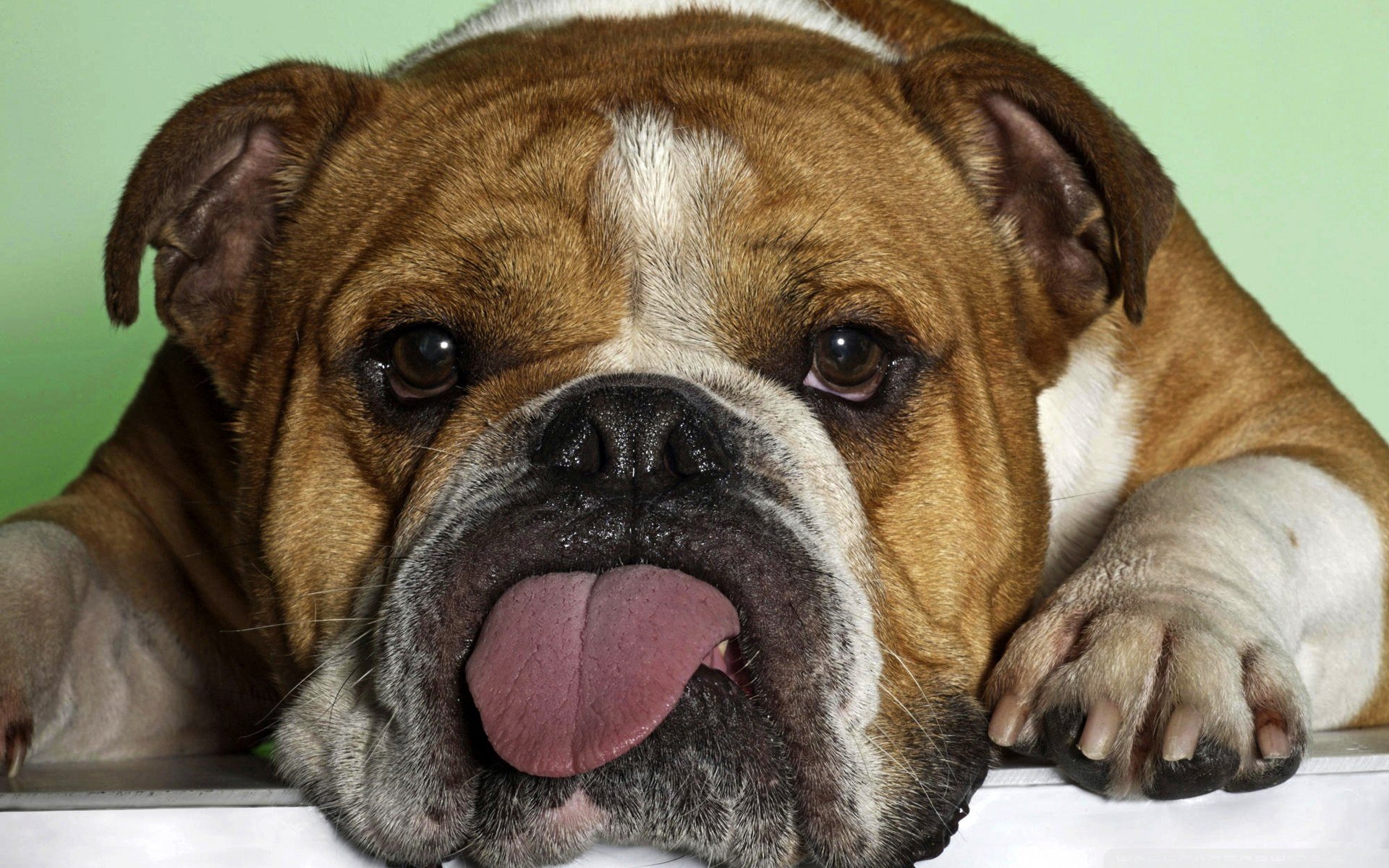 Download Animal Bulldog HD Wallpaper