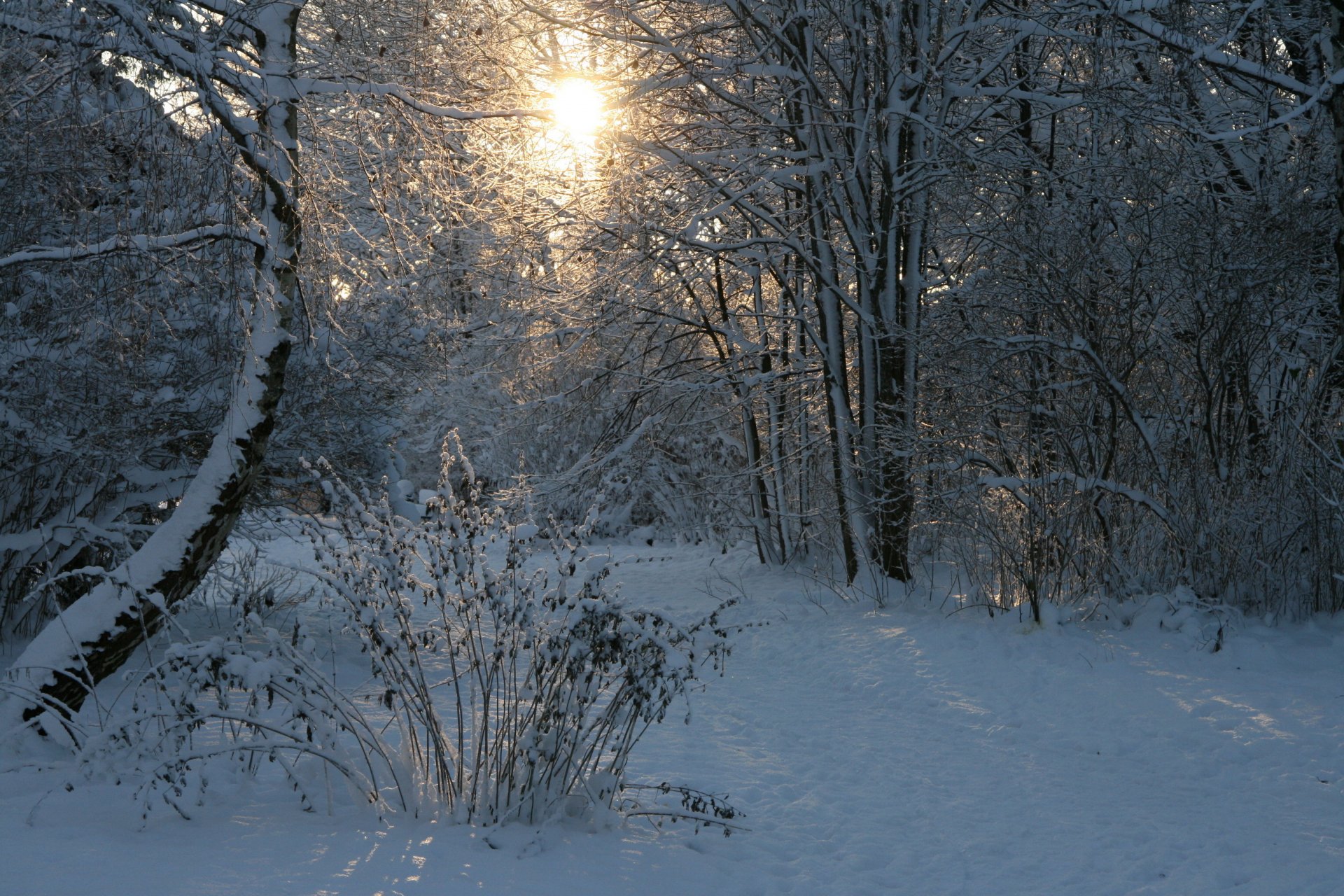 Snowy forest at sunrise with a warm sunbeam piercing bare trees — 2K Quad HD nature PC desktop wallpaper