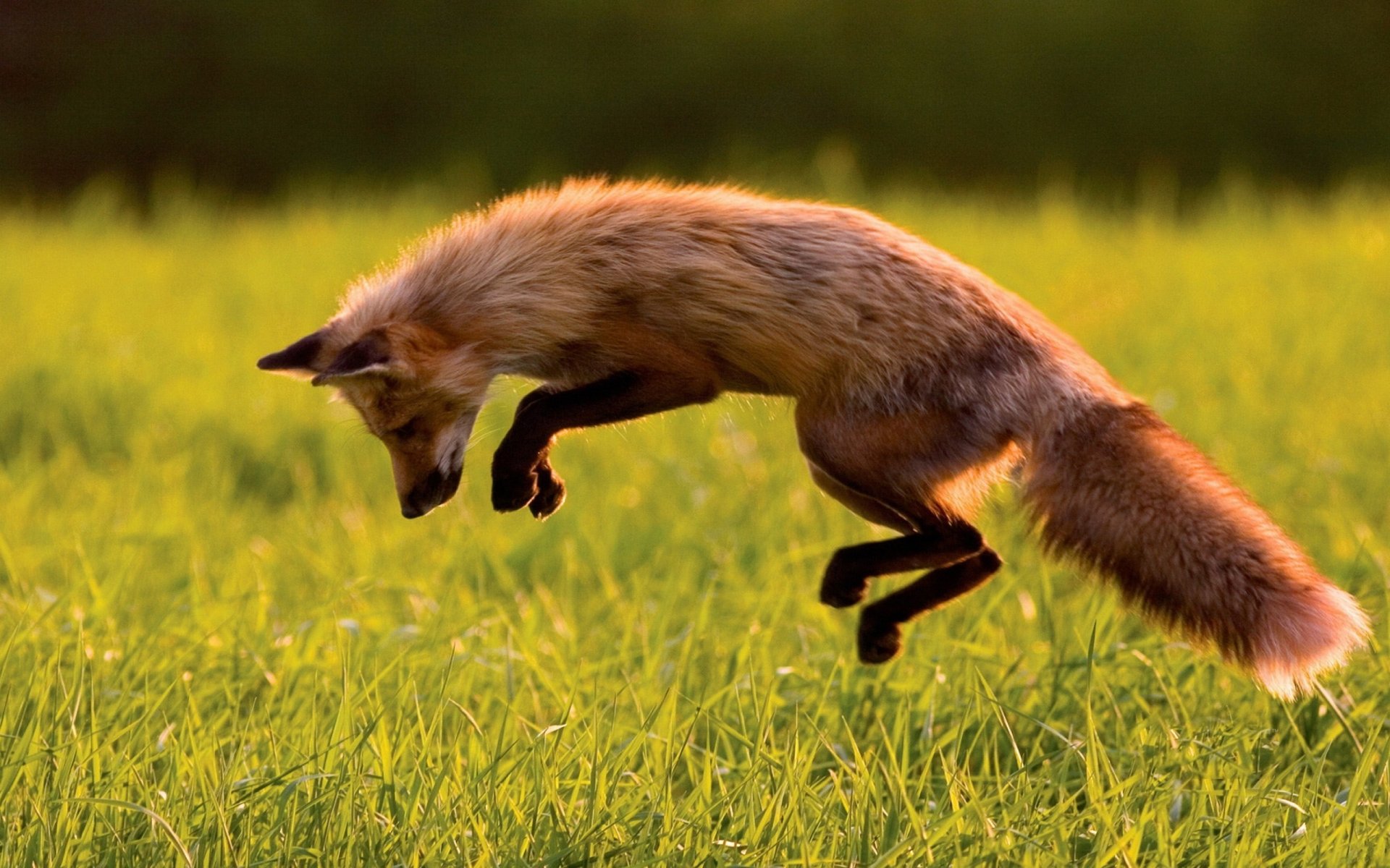 HD PC desktop wallpaper featuring a fox mid-jump over green grass, capturing sharp detail and vibrant natural colors.