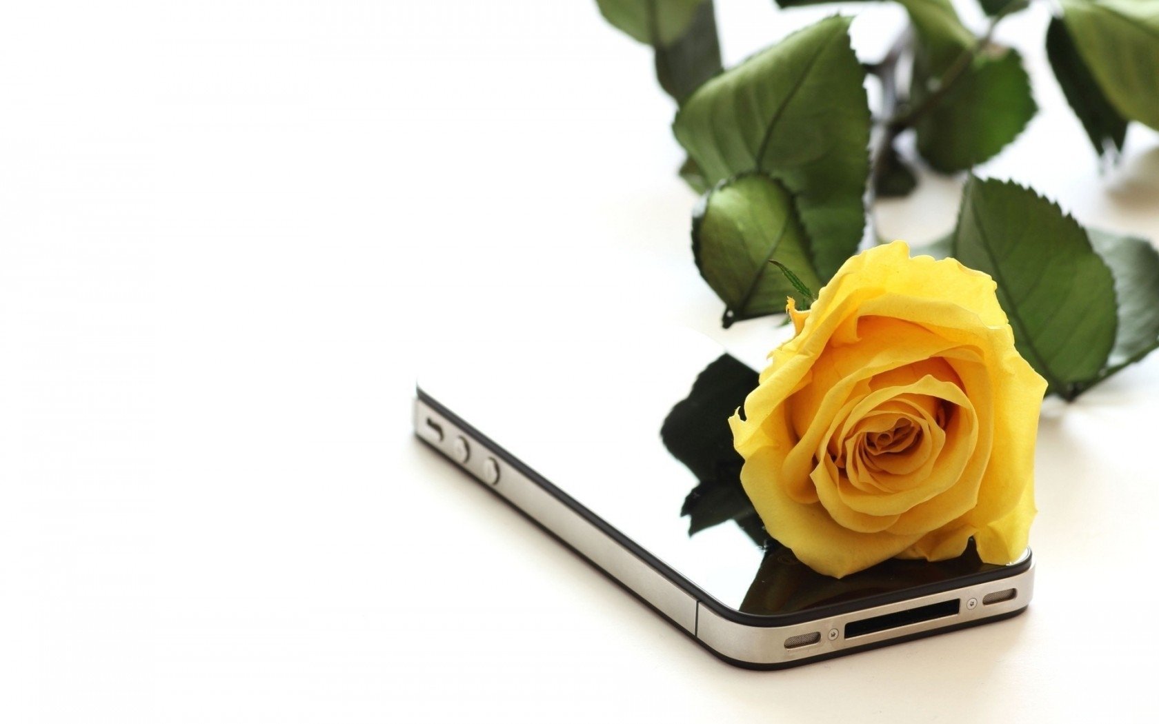 HD PC desktop wallpaper featuring a smartphone with a vibrant yellow rose resting on its screen, blending technology and nature in a clean, minimalist style.