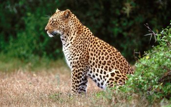 Download Purring Leopard Wallpaper