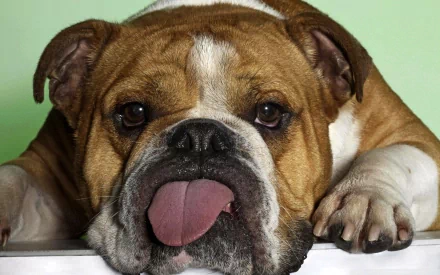 Animal bulldog HD Desktop Wallpaper | Background Image
