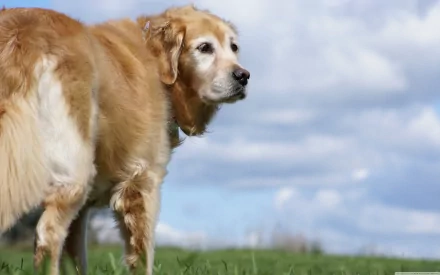 Golden retriever standing on grass under a cloudy sky, captured in 4K Ultra HD for a vibrant PC desktop wallpaper background.