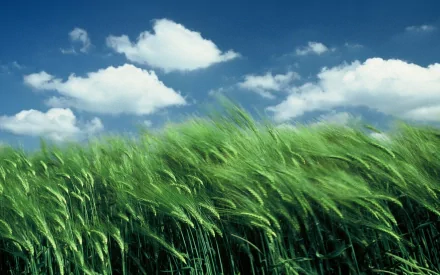 nature cornfield HD Desktop Wallpaper | Background Image