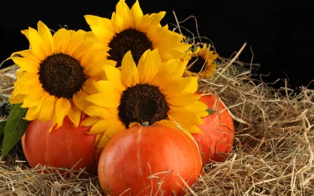 HD PC desktop wallpaper featuring vibrant sunflowers and bright orange pumpkins resting on straw, blending food and autumnal themes in a striking composition.