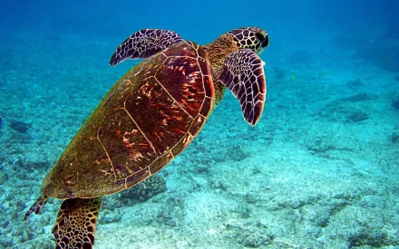 HD PC desktop wallpaper featuring a sea turtle swimming gracefully over a clear ocean floor with vibrant blue water.