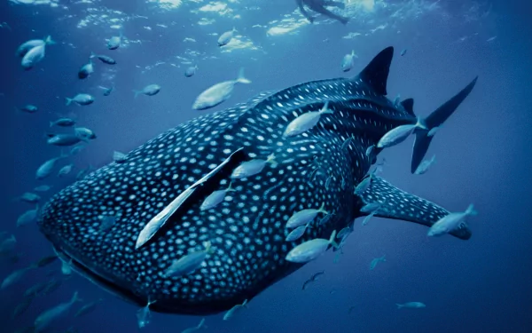A stunning HD wallpaper featuring a whale shark gracefully swimming amidst a school of smaller fish in a vibrant blue ocean backdrop.