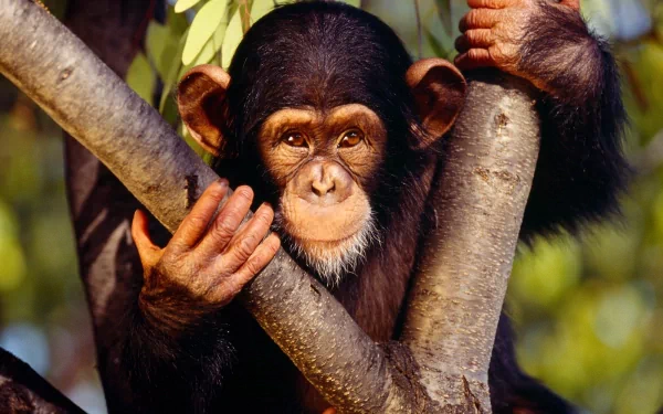 Animal chimpanzee HD Desktop Wallpaper | Background Image