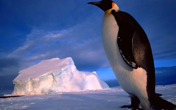 HD PC desktop wallpaper showing an animal — an emperor penguin — standing on ice with a distant iceberg and a deep blue sky.