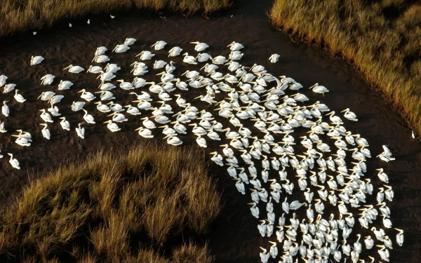 louisiana Animal pelican HD Desktop Wallpaper | Background Image