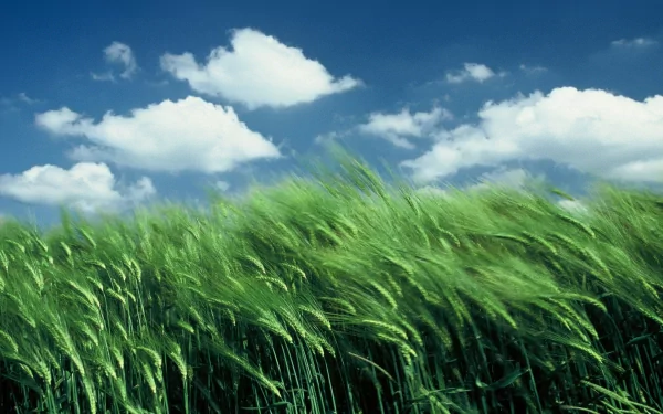 nature cornfield HD Desktop Wallpaper | Background Image