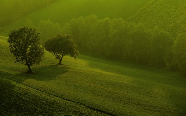 Nature Forest HD Wallpaper | Background Image