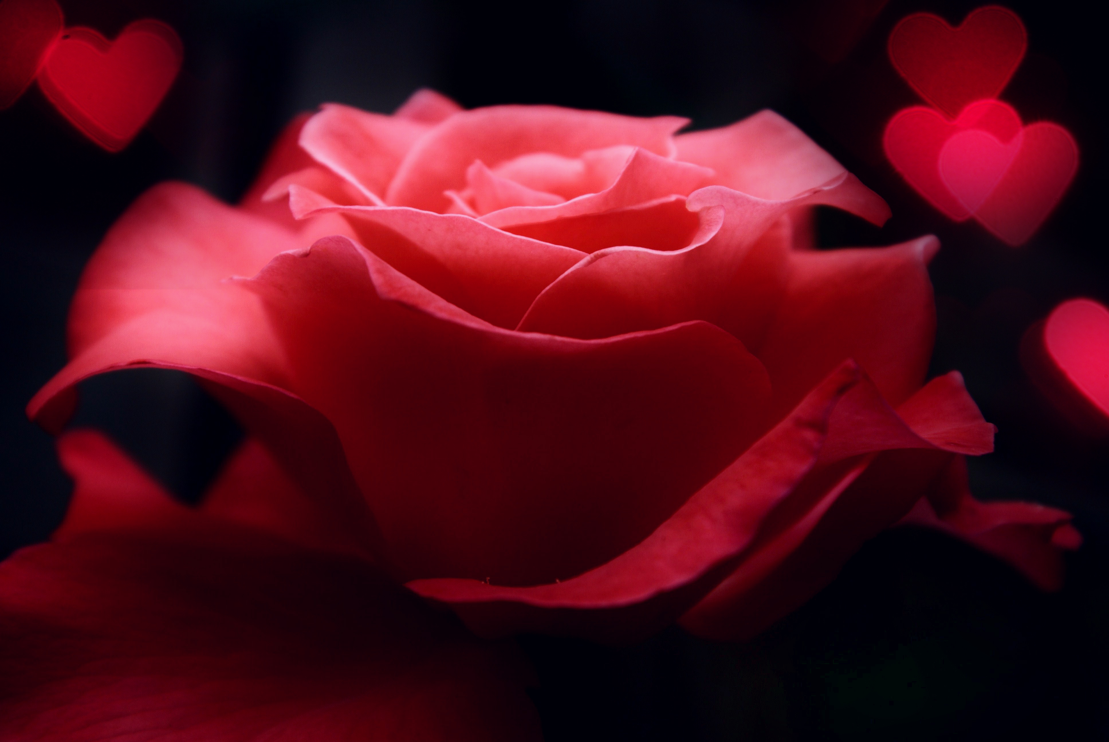 Download Nature Rose 4k Ultra Hd Wallpaper