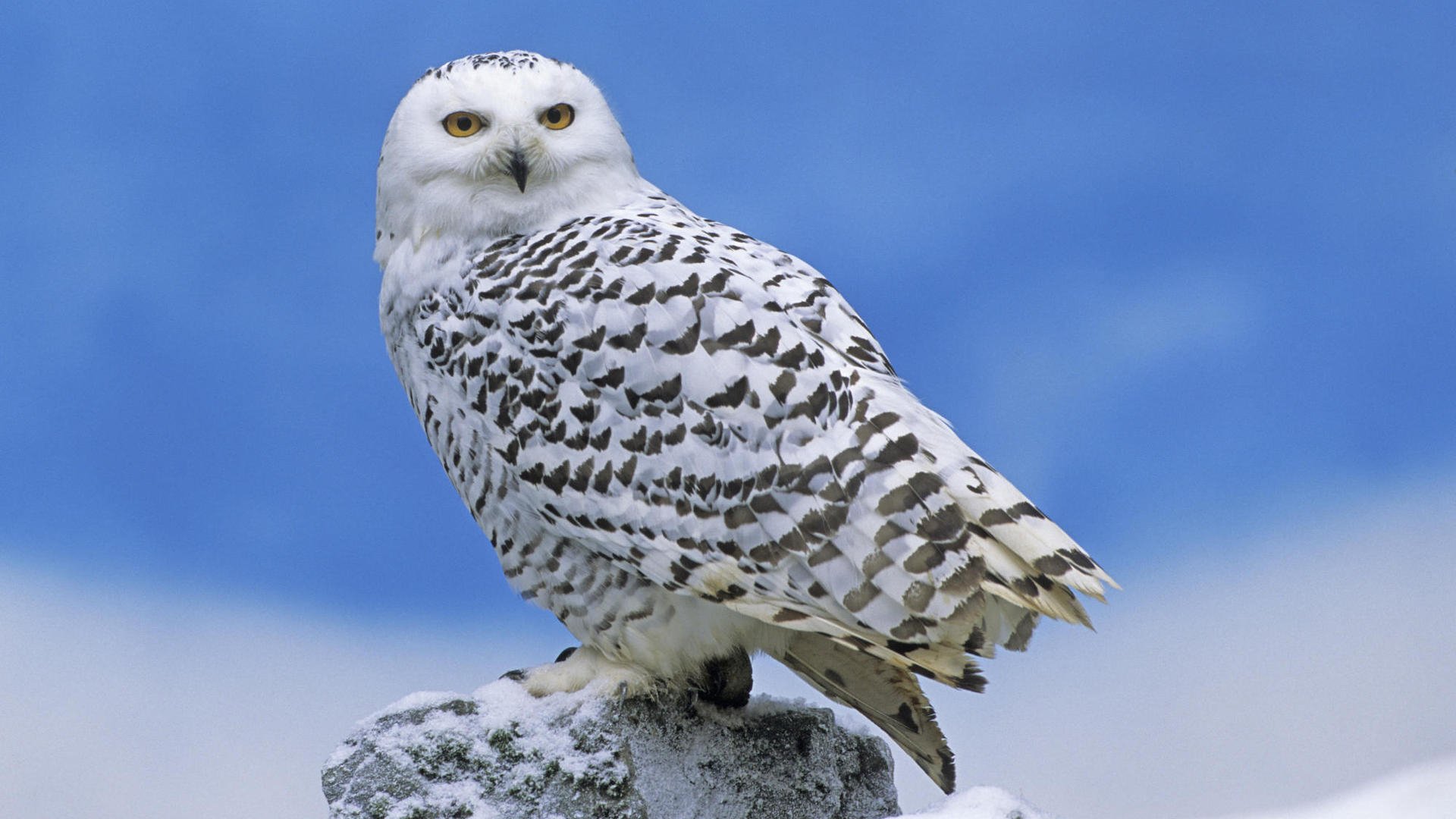 HD PC desktop wallpaper featuring a snowy owl perched on a snow-covered rock against a clear blue sky background.