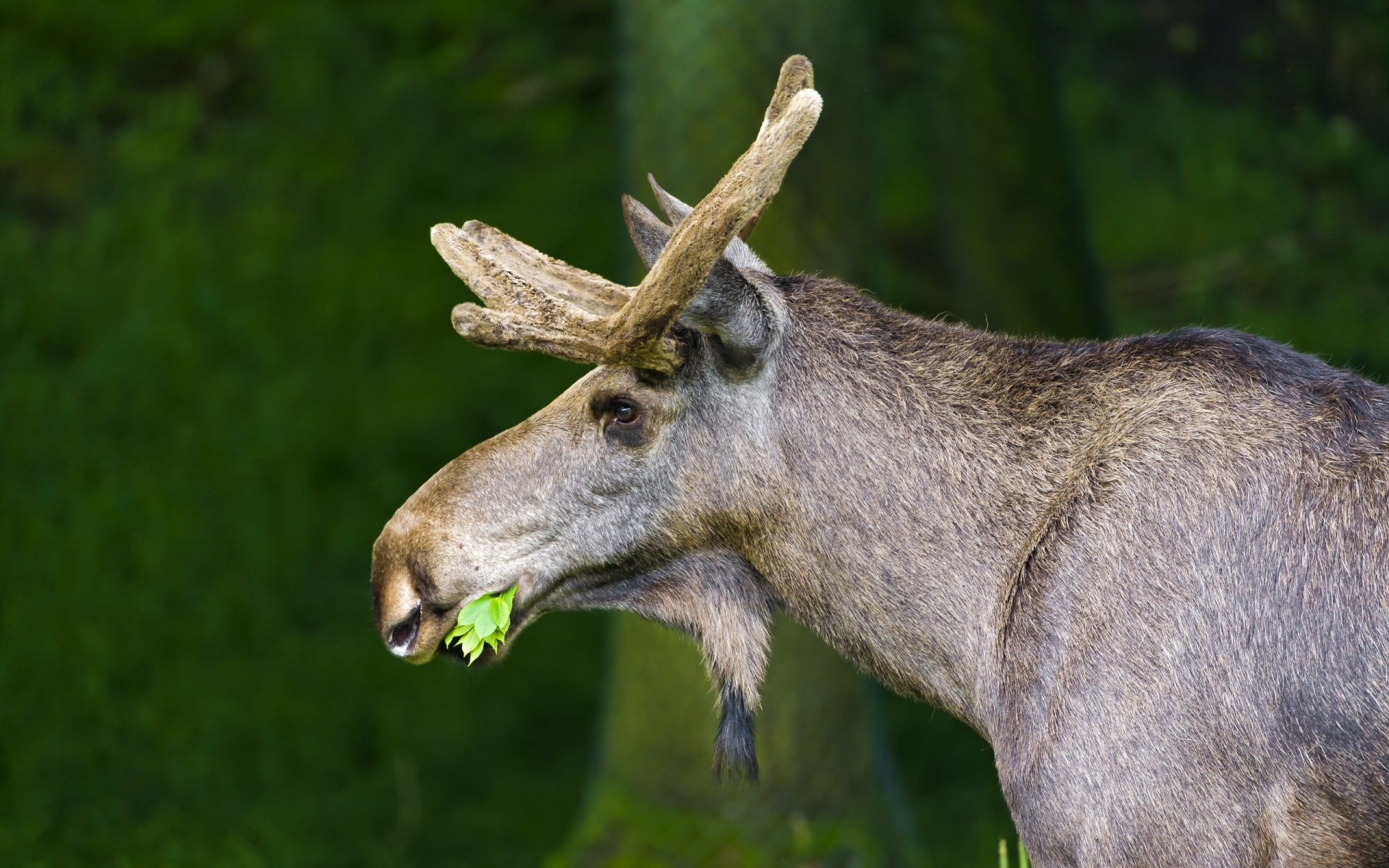 Download Animal Moose HD Wallpaper