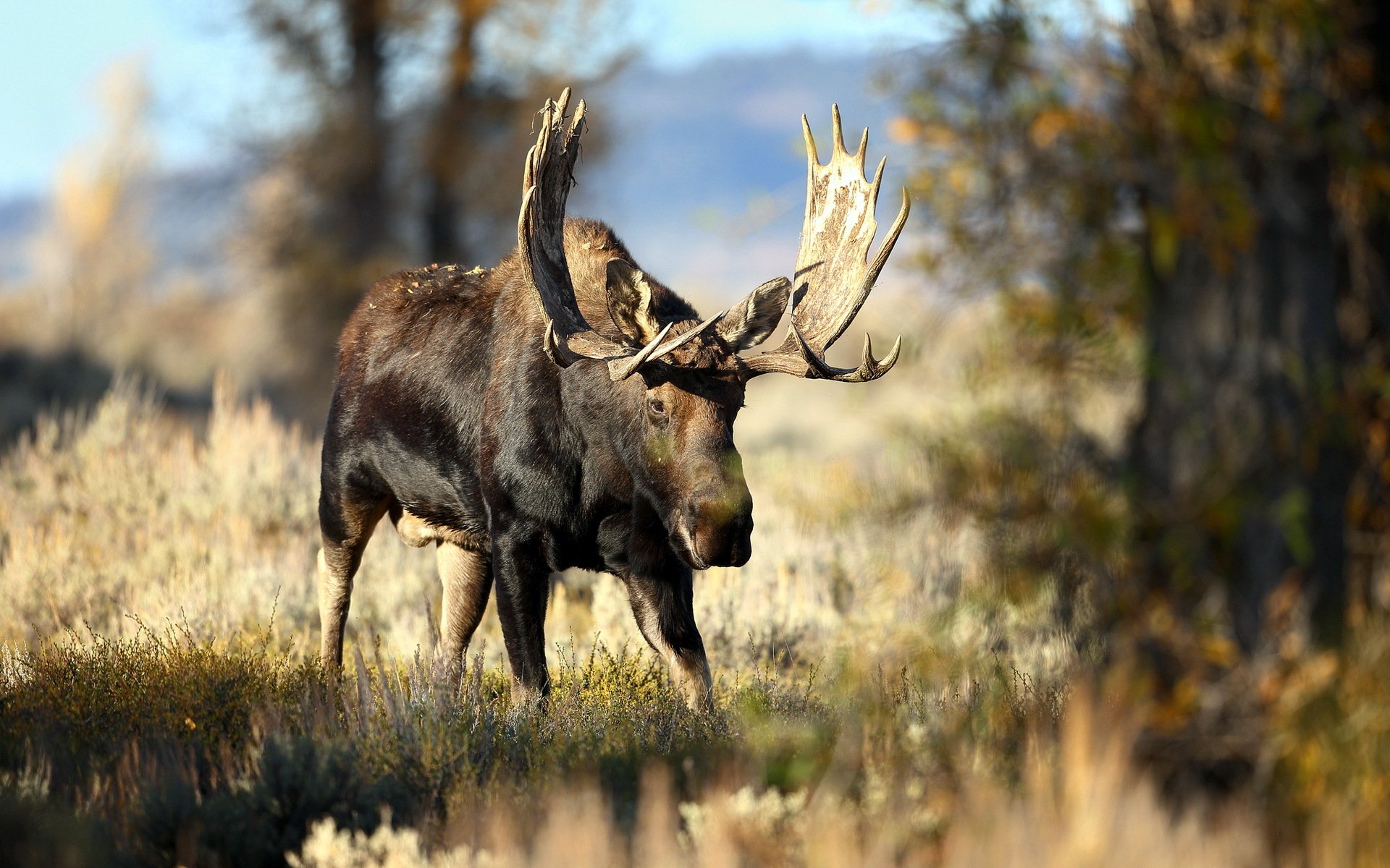 Moose Full HD Wallpaper and Background Image | 1920x1200 | ID:366780