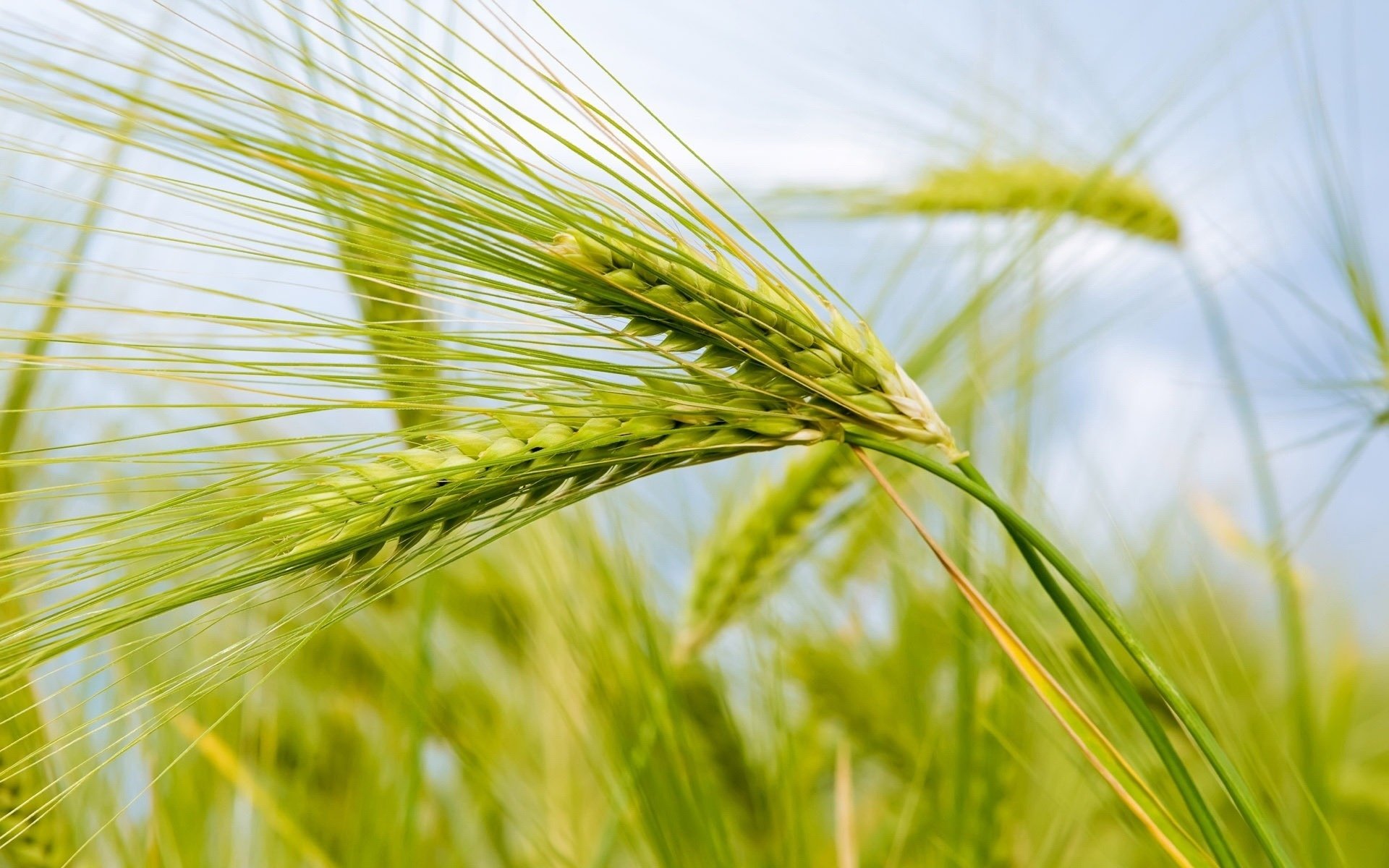 Download Nature Wheat HD Wallpaper