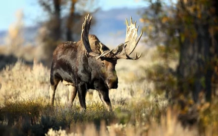Animal moose HD Desktop Wallpaper | Background Image