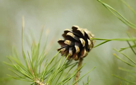 nature pine tree HD Desktop Wallpaper | Background Image